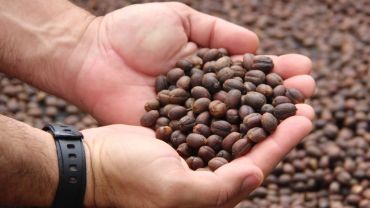 ROTA VERDE DO CAFÉ CEARENSE- GUARAMIRANGA E PACOTI/CE 2026